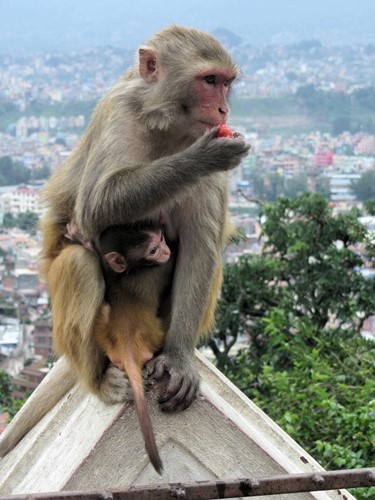 Monkeys_Kathmandu_Temple
